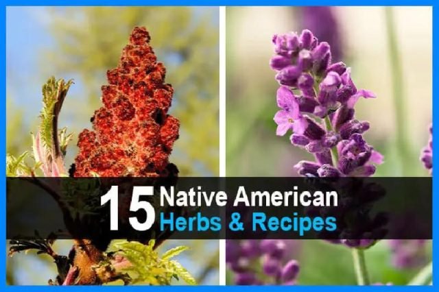 15NativeAmericanHerbs26Recipes7CUrbanSurvivalSite