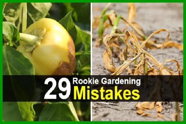 29RookieGardeningMistakes
