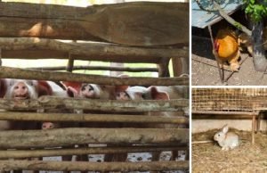 How to Hide Your Livestock When SHTF