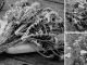10 Plants Soldiers Looked for During the Civil War