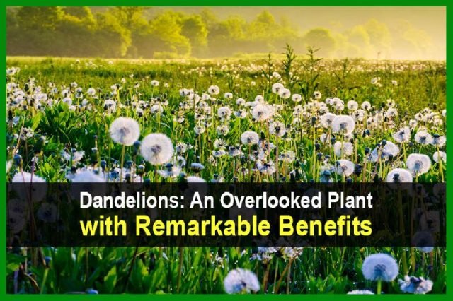 Dandelions3AAnOverlookedPlantwithRemarkableBenefits