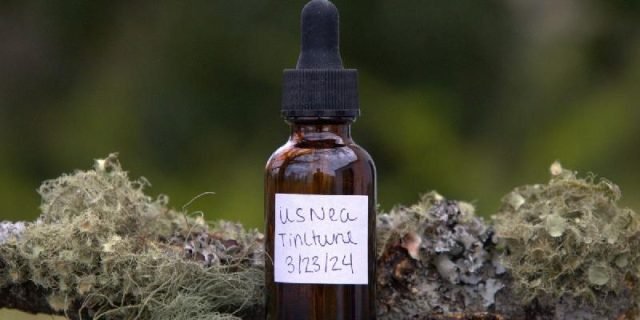 MakingUsneaTinctureforaHealthyHomesteadWhenSHTF